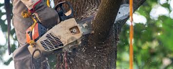 Best Hazardous Tree Removal  in Mount Airy, MD