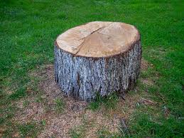 Best Tree Risk Assessment  in Mount Airy, MD