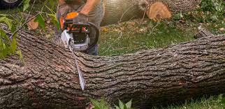 Best Weed Control  in Mount Airy, MD