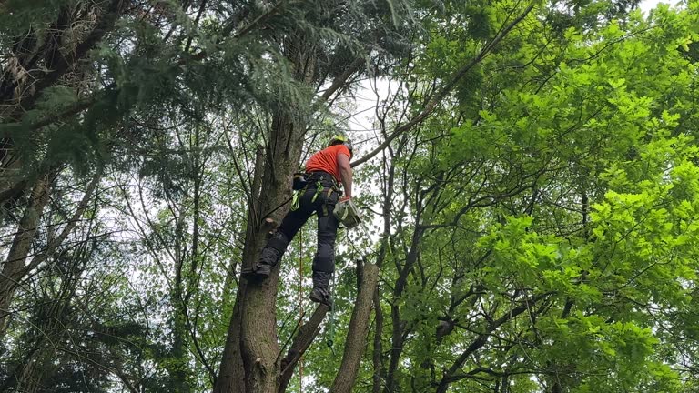 Best Stump Grinding and Removal  in Mount Airy, MD