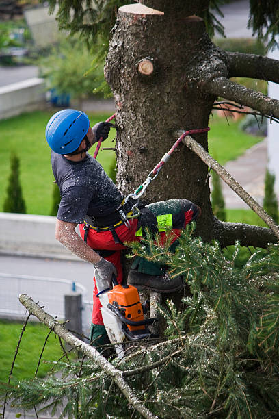 Best Tree Preservation Services  in Mount Airy, MD