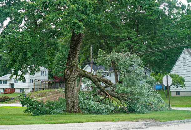  Mount Airy, MD Tree Removal Pros
