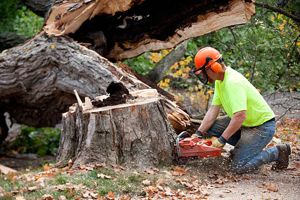 Best Tree Removal  in Mount Airy, MD