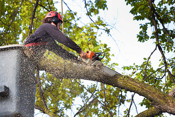 Best Arborist Consultation Services  in Mount Airy, MD